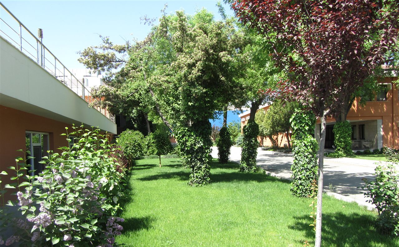 Sarmaşıklı ağaçlarla çevrili bahçe yolu